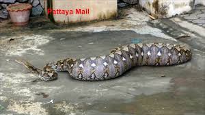 Giant python eats 8 puppies, vomits 3 - Pattaya Mail
