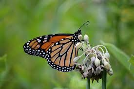 endangered monarch make the most of