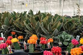 In my experience, if it's an opuntia (prickly pear) or euphorbia species, it's more likely to in areas with plenty of snow cover, hardy cacti easily survive. How To Help Succulents Survive Winter Indoors