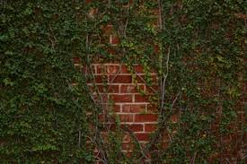 Ideas For Hiding An Exterior Brick Wall
