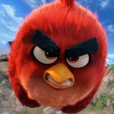 Red from Angry Birds in real life? 'Cranky' cardinal is a dead ringer for  computer game creature - World News - Mirror Online