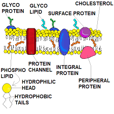 function of the cell membrane