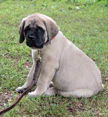 Contact the dog breeders below for american mastiff puppies for sale. American Mastiff Puppies Cheap Online
