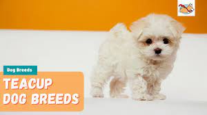 smallest dog breeds 15 of the cutest