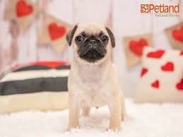 We are very excited that you are taking the time to help one of our many dogs find a forever home. Petland Florida Has Pug Puppies For Sale Check Out All Our Available Puppies Pug Puppy Doglov Chihuahua Puppies Chihuahua Puppies For Sale Puppy Friends