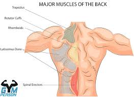 The superficial back muscles are the muscles found just under the skin. Best 5 Bodyweight Back Exercises Workouts For Home Without Weights
