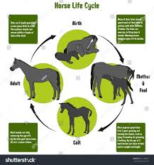 Horse Life Cycle Diagram All Stages Royalty Free Stock Image