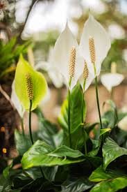 how to grow and care for peace lily