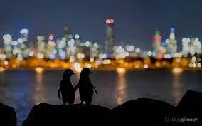 Doug Gimesy Photography - Small penguins, big city. I&#39;m pleased to say that this image of two little #penguins (Eudyptula minor) - the smallest of the worlds penguin species - who live