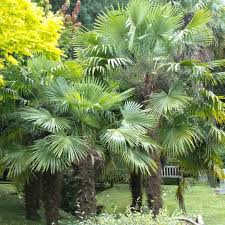 Top Five Hardy Palms For The Uk The