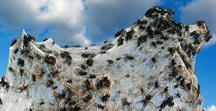 Australasian arachnological society), на 21 мая 2015 года на территории австралии описано 3 706 видов пауков. V Avstralii Proshel Dozhd Iz Paukov Telekanal Moya Planeta
