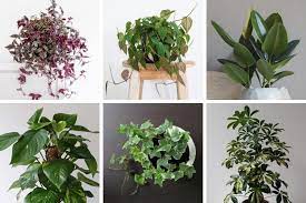 18 Fast Growing Indoor Plants That Look