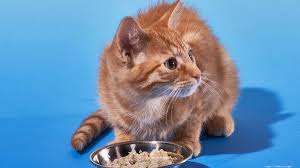The smalls subscription model allows you to subscribe to regular shipments of food, making cat. Smalls A Nyc Based Premium Cat Food Company Raises 9 Million New York Business Journal
