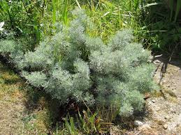 Artemisia alba - Wikipedia