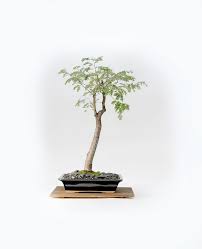 Tropical Mahogany Bonsai Tree Colección