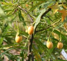 File:Solanum laciniatum fruits 01.jpg - Wikimedia Commons