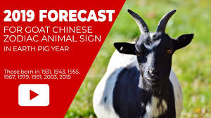 Goat Chinese Zodiac Animal Sign Forecast 2019 Feng Shui