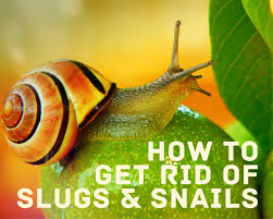 9 sure ways to get rid of snails and