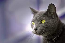 Russian blue hypoallergenic cats for adoption. Fun Facts About Russian Blue Cats