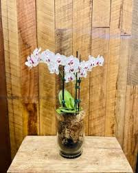 Plants Flowers In Pots Orchid Vases