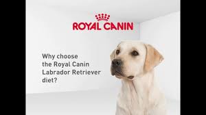 Royal Canin Labrador Retriever Diet Dog Food Australia