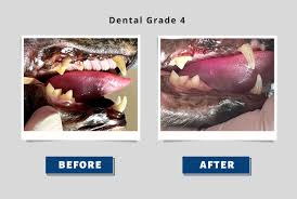 cat owner should know about dental care