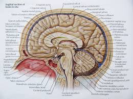 Learn more on this topic. Brain Anatomy Wallpapers Wallpaper Cave