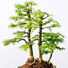 how to grow rocky mountain pine bonsai