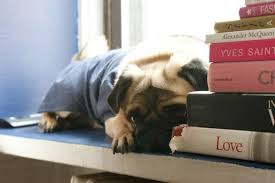 Image result for Bored dogs
