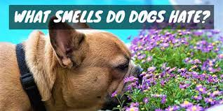 7 Smells Dogs Dogs And Treats
