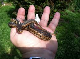 pet snakes that you don t need to feed