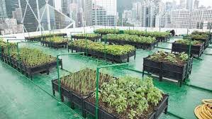 How Rooftop Farming Is Becoming More