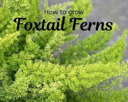 foxtail fern care gardenologist