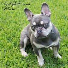 They are harder to produce that your average blue this is our lilac and tan merle french bulldog stud bingo. Frenchie Puppies For Sale