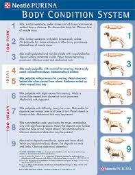 Body Condition System Chart Dog Obesity Best Of Friends