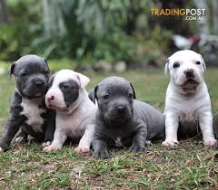The american staffordshire terrier has its origins in 19th century england. Stunning Purebred Blue American Staffy Pups For Sale