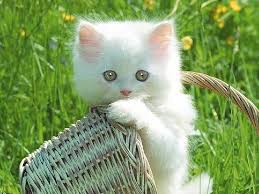 hd white kitten in basket wallpapers
