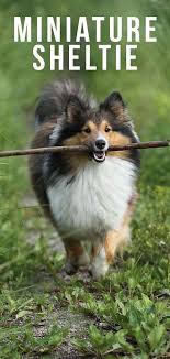 miniature sheltie your guide to the