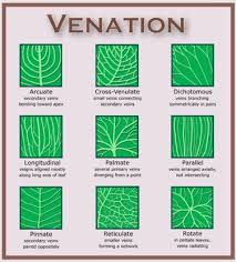 Leaf Venation Leaves Plants Leaf Structure