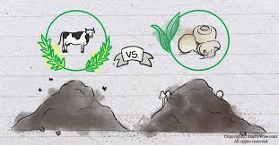 Cow Manure Vs Mushroom Compost