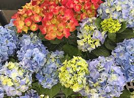 Can I Plant My Gift Hydrangea Outside