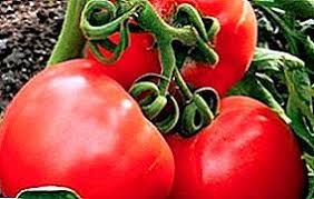 Тайните за отглеждане на хубави домати съвети от славка 2017 08 03 19 07 26. Domat Budenovka Podhodyasho Prilyagane I Grizha Domatenite Sortove