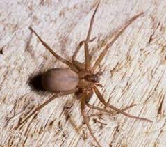 Initially, a black widow bite is moderately painful and accompanied by mild redness or swelling. Pin On Bugs