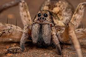 How To Identify The Wolf Spider The