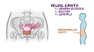 Pelvic skeleton includes two hip bones, sacrum and coccyx. Anatomy Of The Pelvic Cavity Osmosis