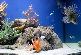Красиви рибки в аквариум и класическа музика за фон на приятната гледка. Exoticland Magazin Za Morska Akvaristika Solenovoden Morski Akvarium I Izbort