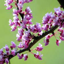 If your seeds require pretreatment: Spring Flowering Ornamental Trees Chicago Botanic Garden