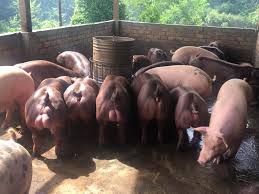Картинки по запросу В Камбодже разводят свиней-мутантов