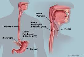 The Esophagus Human Anatomy Picture Function Conditions