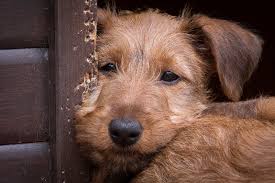 Welpen | Witches Promise <b>Irish Terrier</b> - img_7230